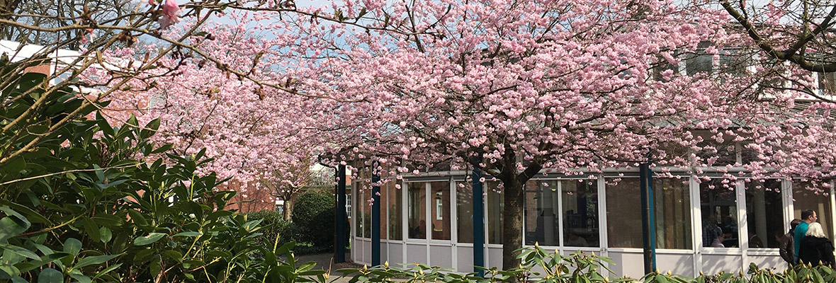 Außenansicht des Berufsförderwerks mit einem großen, blühenden Kirschbaum davor